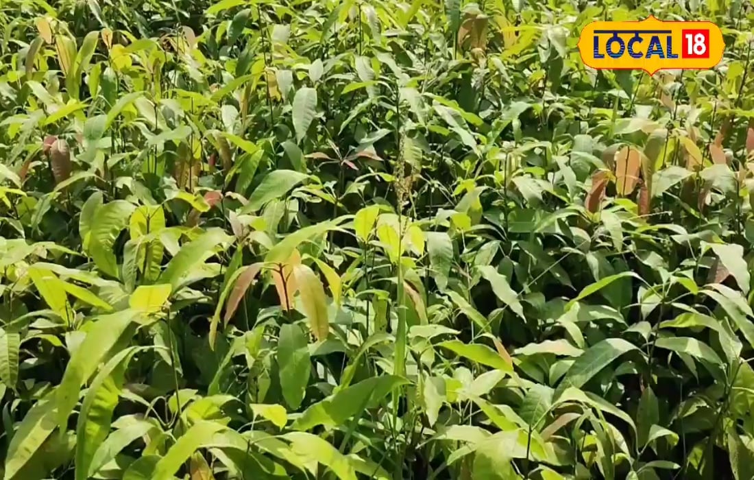 किसान पारंपरिक खेती के बजाय करें पौधों से जुड़ा ये काम, हजार की लागत में होगी लाखों की कमाई