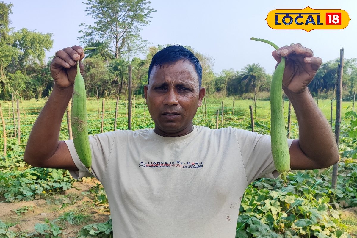 30000 की लागत, 100000 का मुनाफा! नेनुआ की खेती ने बदल दी किसान सुभाष की जिंदगी, घर बैठे हो रही तगड़ी कमाई