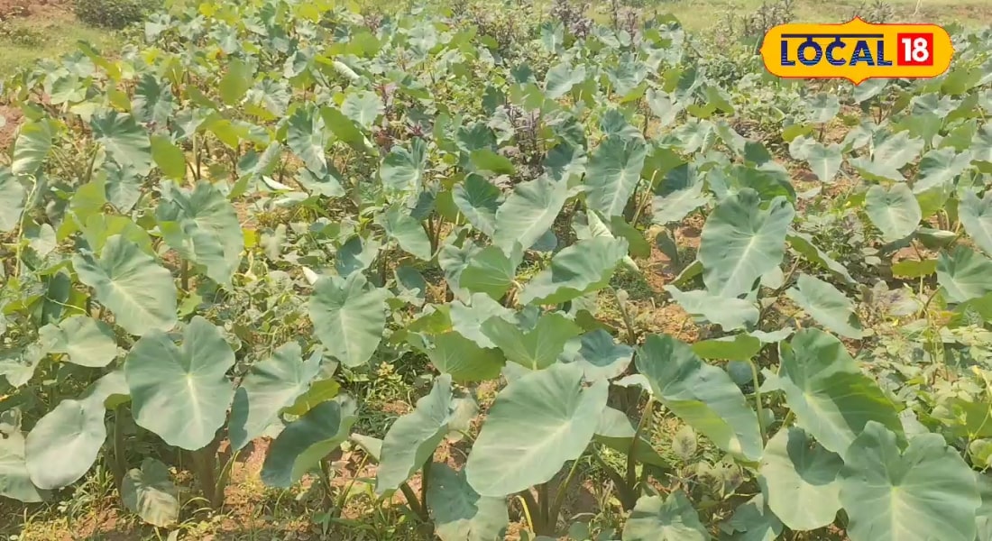 अभी शुरू करें इस चीज की खेती, 3 माह बाद रोजाना ₹1800 इनकम, सब्जी के साथ पत्ते भी बिक जाते हाथों-हाथ