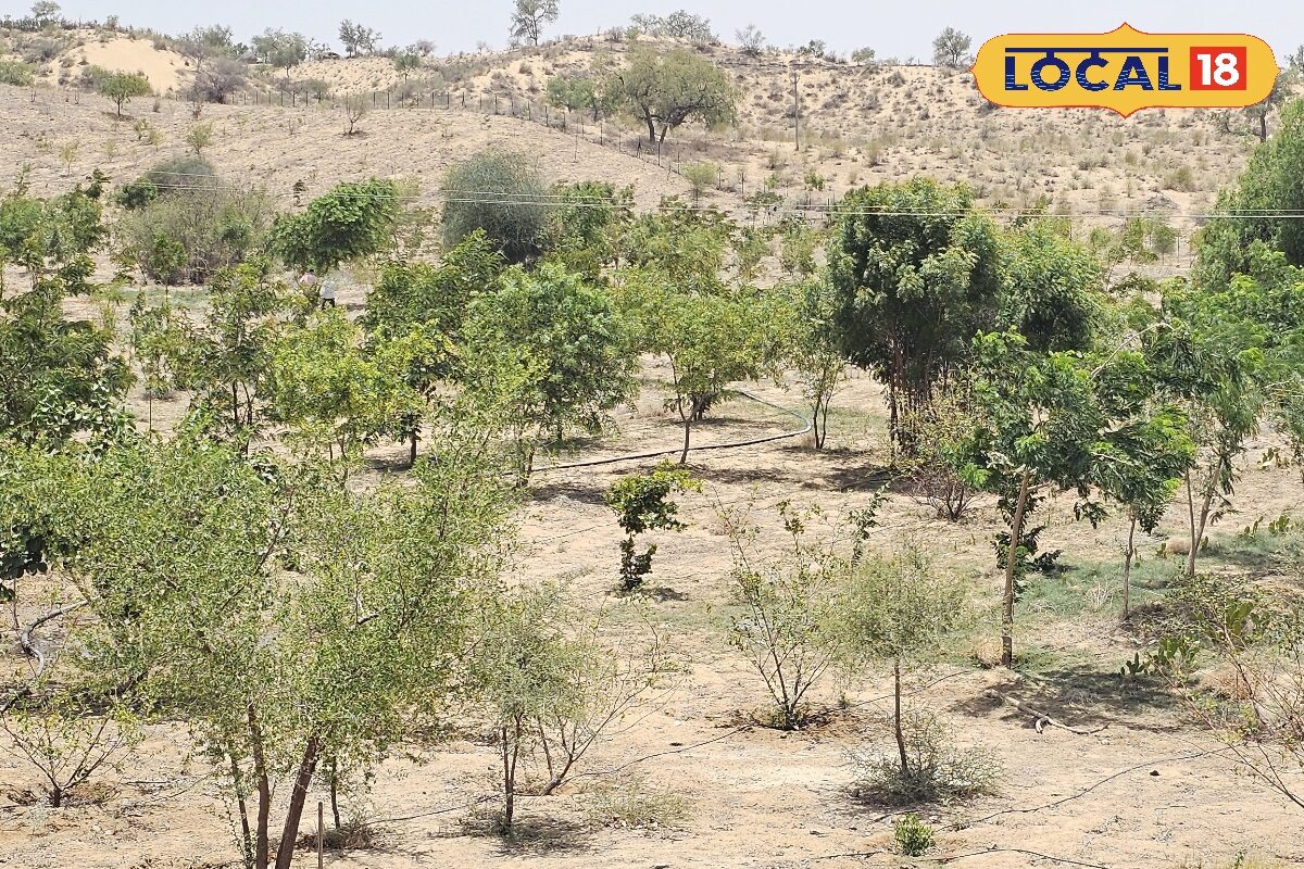 OMG: जहां थी बबूल और झाड़ियां वहां अब 50°C में भी हरियाली! इस गांव वालों ने तो कमाल कर दिया