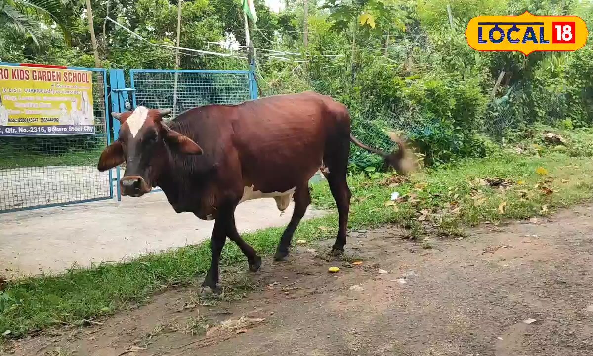बारिश में पशुओं को नहलाना सही या गलत? जानें बोकारो के डॉक्टर की जरूरी सलाह