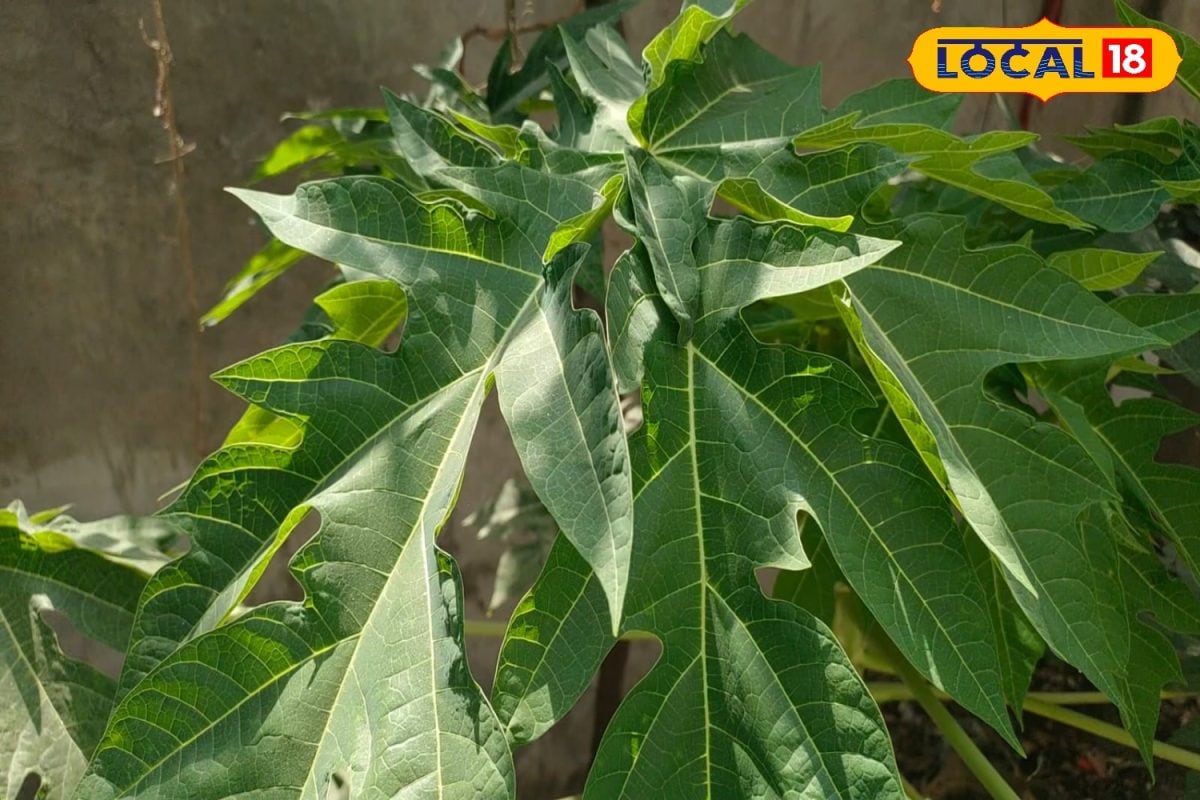 केमिकल छोड़ें, पपीते के पत्ते अपनाएं! कोडरमा के किसान का देसी कीटनाशक, फसलों को कीटों से रखे सुरक्षित