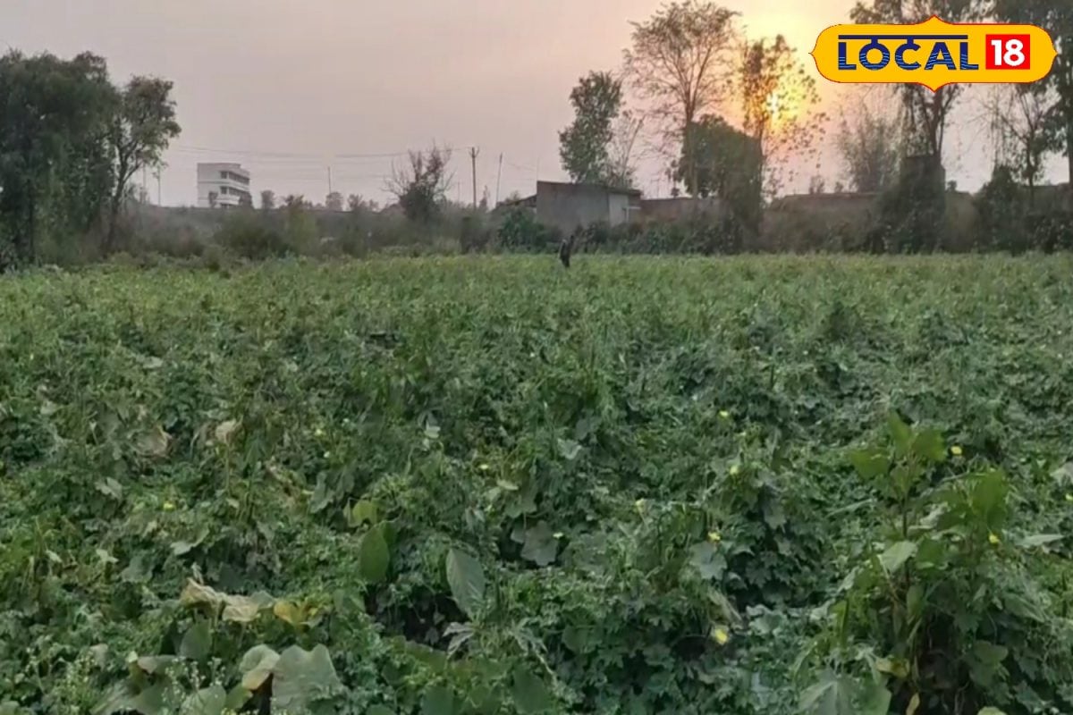 बोकारो के भरत महतो ने मल्चिंग-ड्रिप से की झींगा खेती, 15 हजार लागत में 1.5 लाख तक कमाई, 45 दिन में तैयार होती फसल