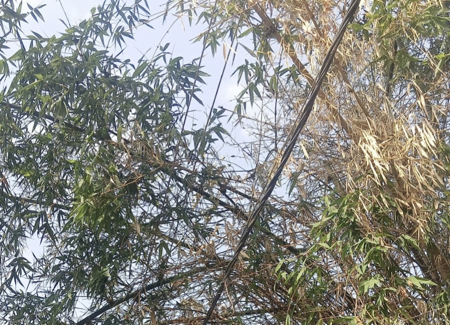 विंढमगंज में 11 हजार वोल्ट लाइन पर बांस गिरने से बिजली आपूर्ति ठप