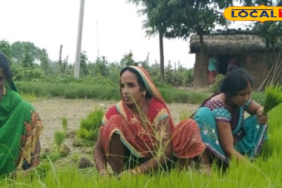 धान की खेती शुरू करने से पहले खेत में करें ये काम, कम बारिश में भी होगी बंपर पैदावार