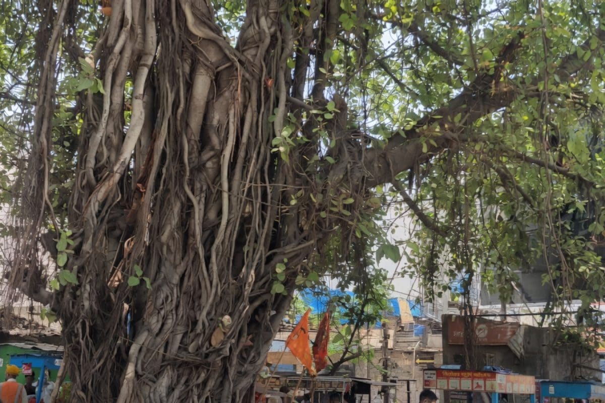 जमशेदपुर का 100 साल पुराना बरगद बना ‘कुदरती छाता’, गर्मी में लोगों को दे रहा राहत