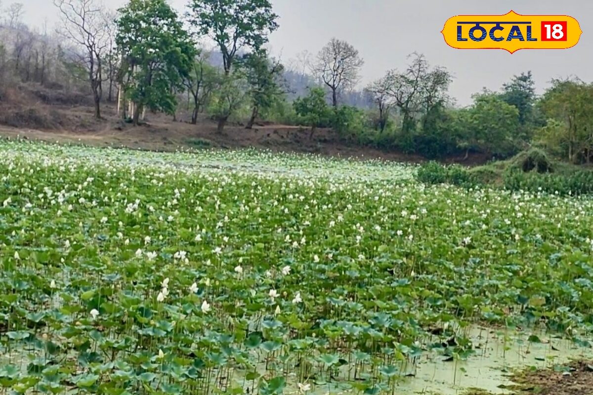 Best Tourist Spot: आते ही खो जाओगे! जन्नत से कम नहीं है झारखंड की ये झील, पलामू किले की रानिंया यहां करती थीं स्नान
