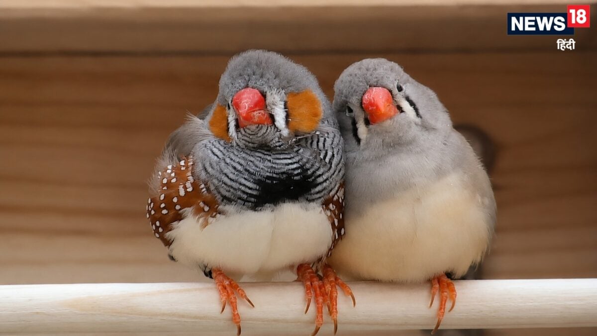 Humans And Animals Talk | Bird Songs Decoded | चिड़ियों की भाषा समझने वाली महिला साइंटिस्ट को मिला 94 लाख का प्राइज