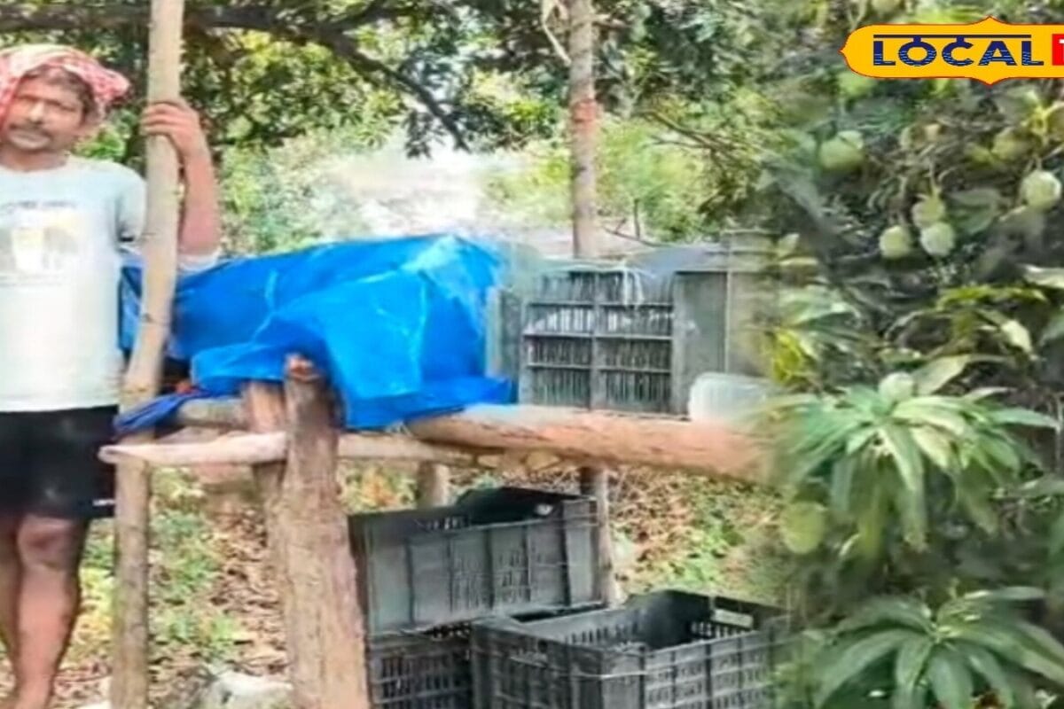 डिमांड इतनी कि 24 घंटे करनी पड़ती है पहरेदारी, जानिए क्यों खास है कोडरमा का 63 साल पुराना आम बागान