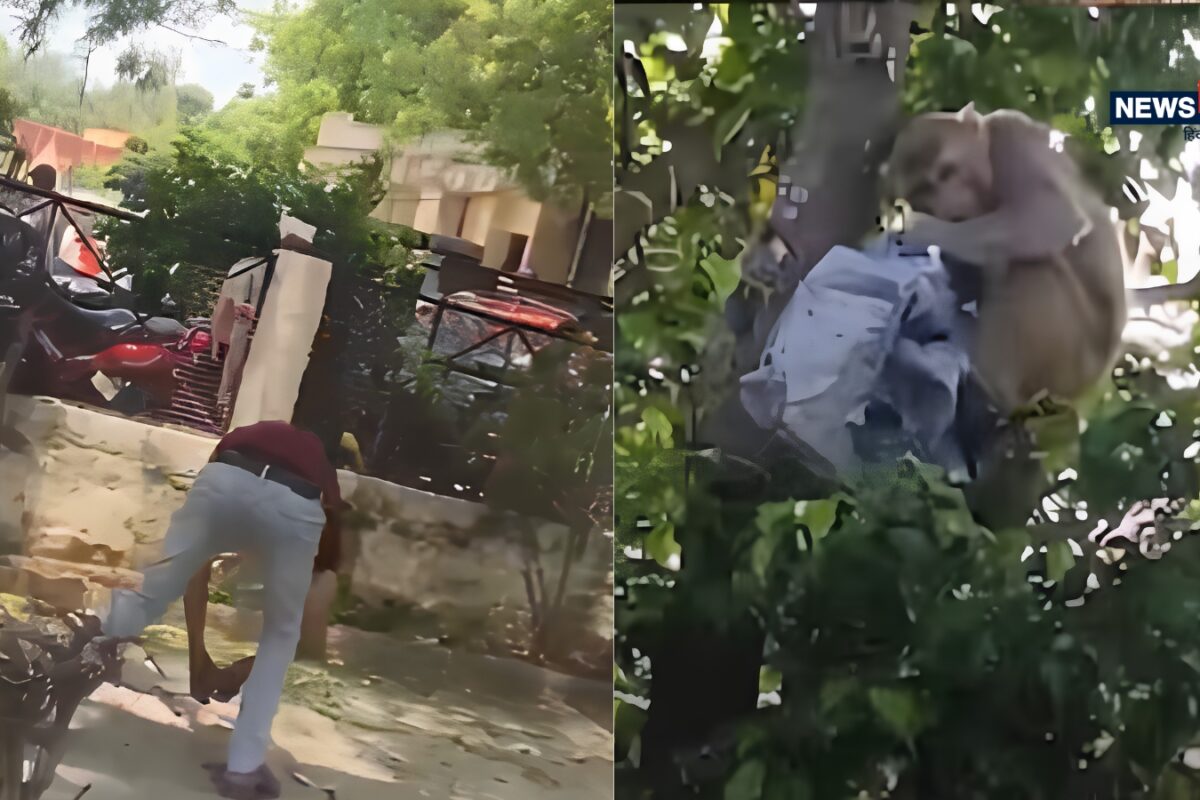 Viral Video: जब बुलंदशहर का बंदर हुआ मालामाल… ₹2 लाख छीनकर कर दी ‘नोटों की बारिश’